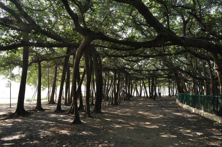 Acharya Jagadish Chandra Bose Indian Botanic Garden, Howrah, West Bengal, India